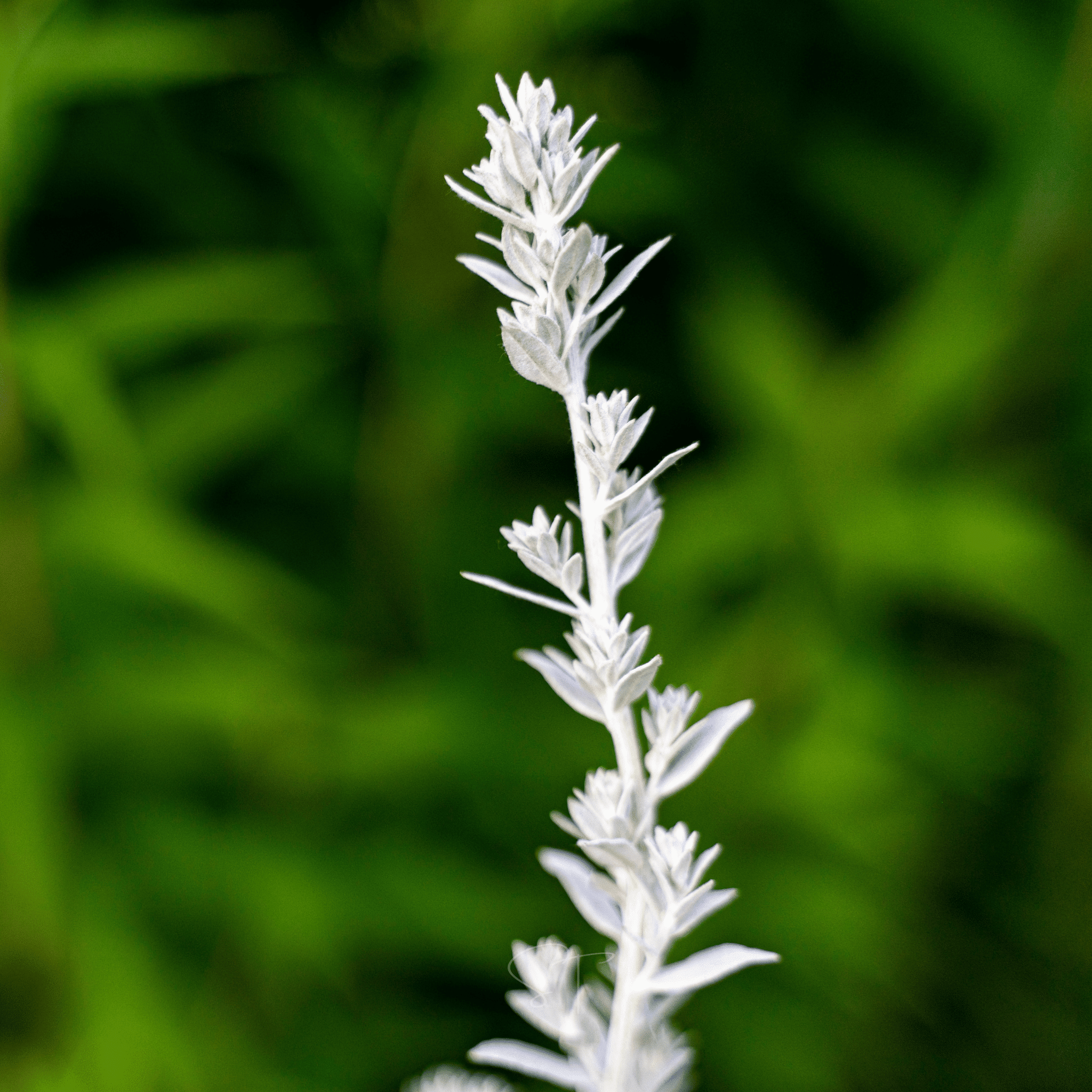 Prairie Sage – 100 Seeds Southern Seeds