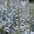 Prairie Sage – 100 Seeds Southern Seeds