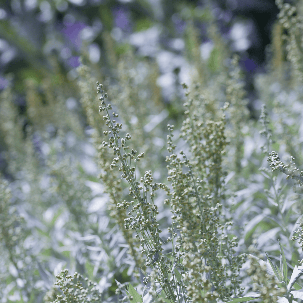 Prairie Sage – 100 Seeds Southern Seeds