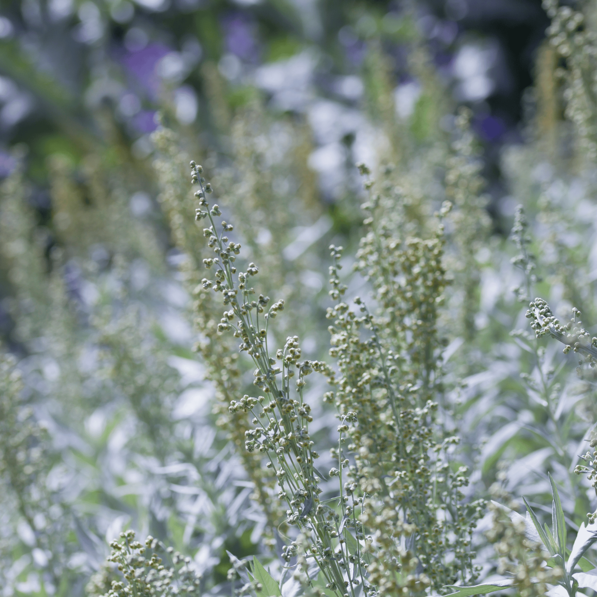 Prairie Sage – 100 Seeds Southern Seeds