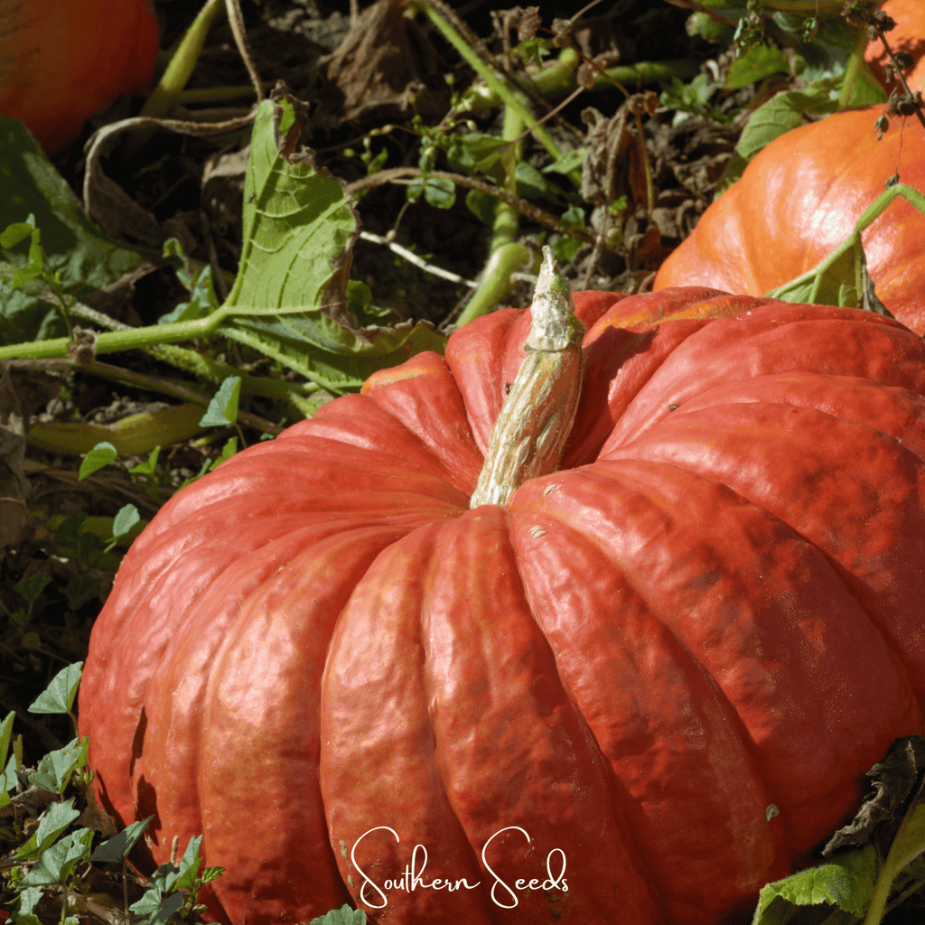 Cinderella Pumpkin – 10 Seeds Southern Seeds