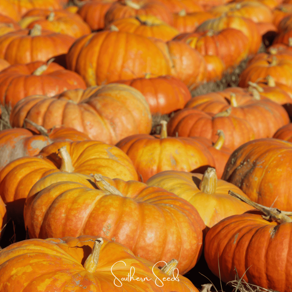Cinderella Pumpkin – 10 Seeds Southern Seeds
