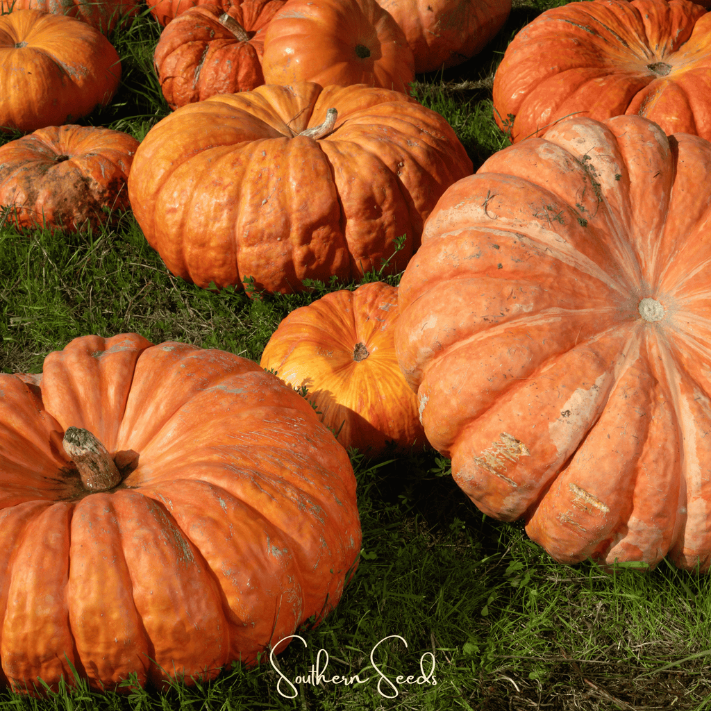 Cinderella Pumpkin – 10 Seeds Southern Seeds