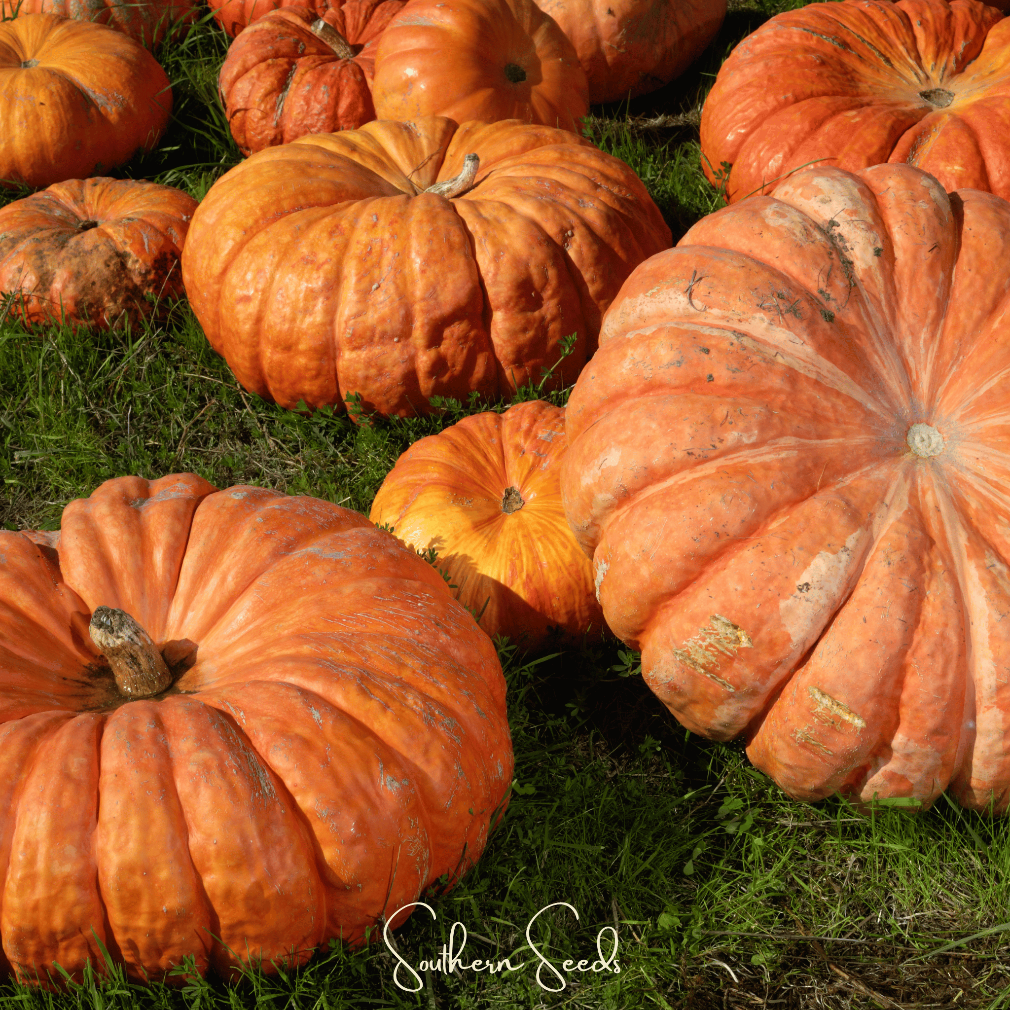 Cinderella Pumpkin – 10 Seeds Southern Seeds