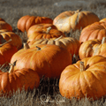 Cinderella Pumpkin – 10 Seeds Southern Seeds