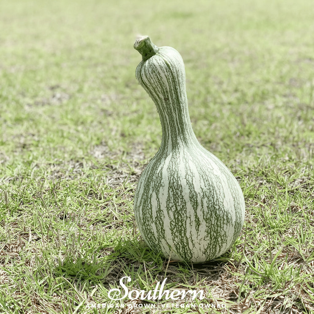 Cushaw Green Striped Pumpkin – 25 Seeds Southern Seeds