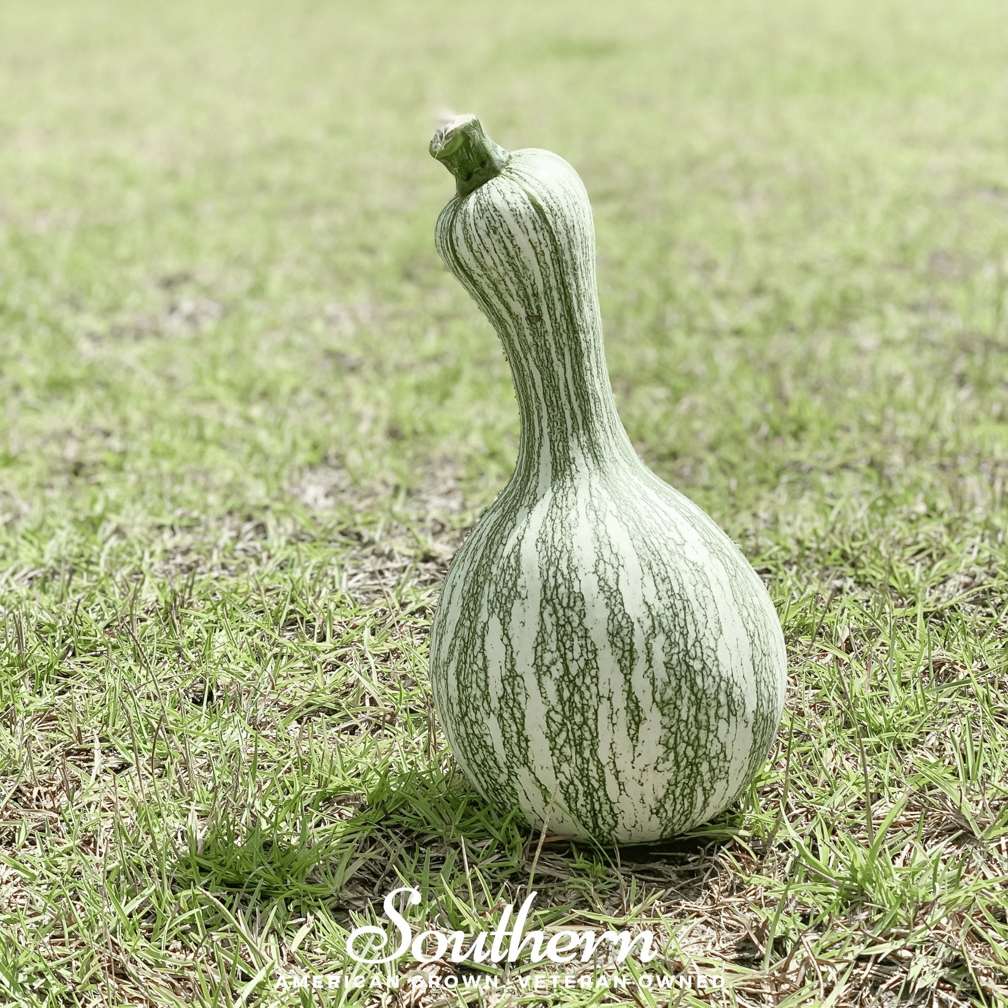 Cushaw Green Striped Pumpkin – 25 Seeds Southern Seeds