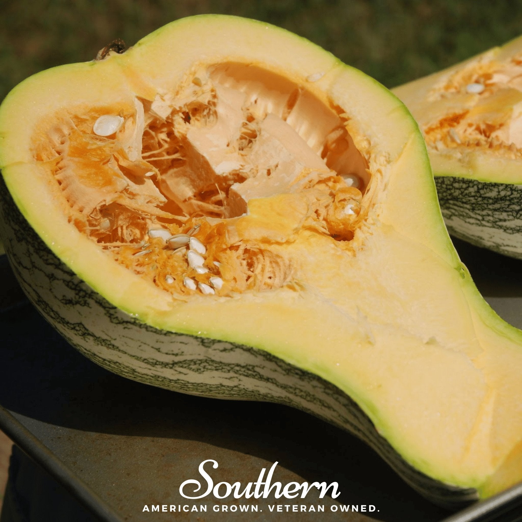 Cushaw Green Striped Pumpkin – 25 Seeds Southern Seeds