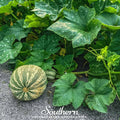 Cushaw Green Striped Pumpkin – 25 Seeds Southern Seeds