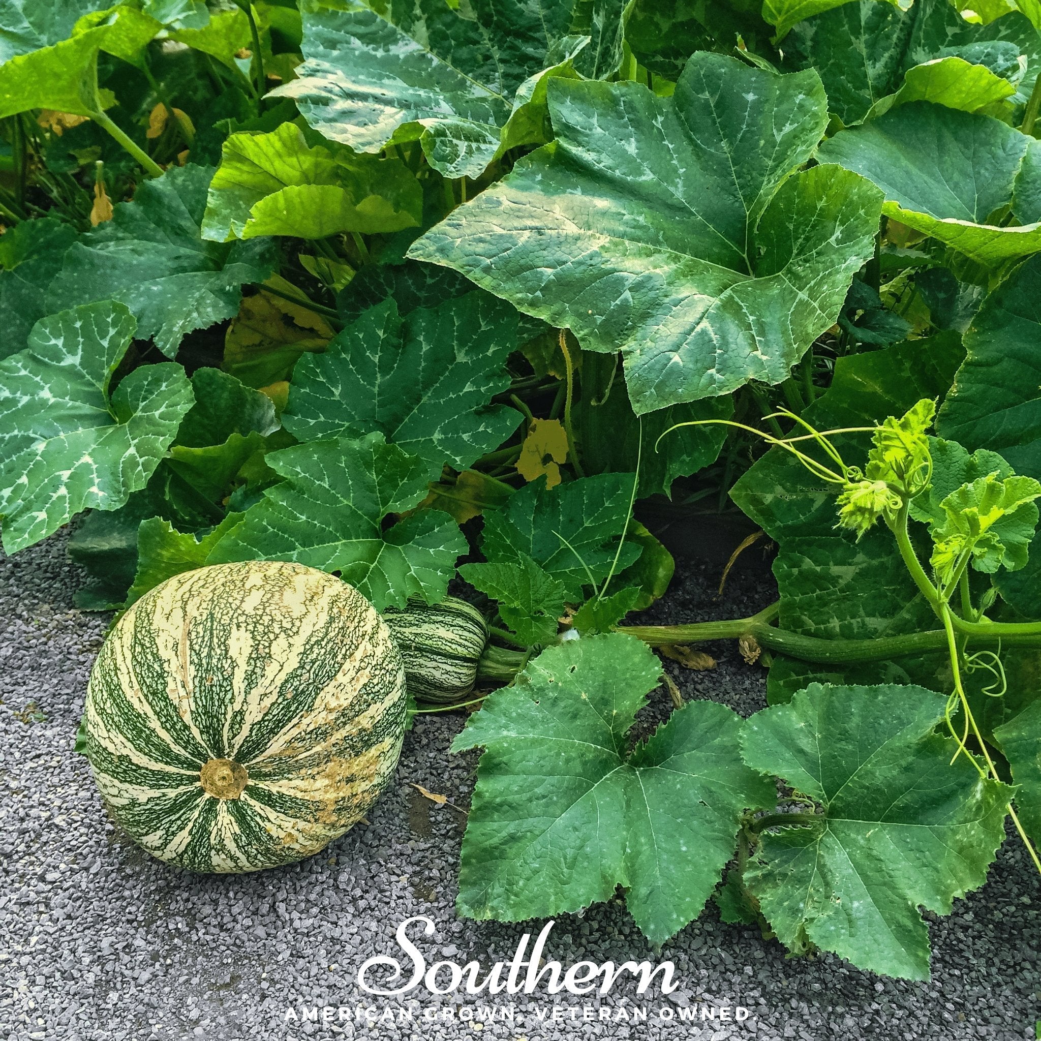 Cushaw Green Striped Pumpkin – 25 Seeds Southern Seeds