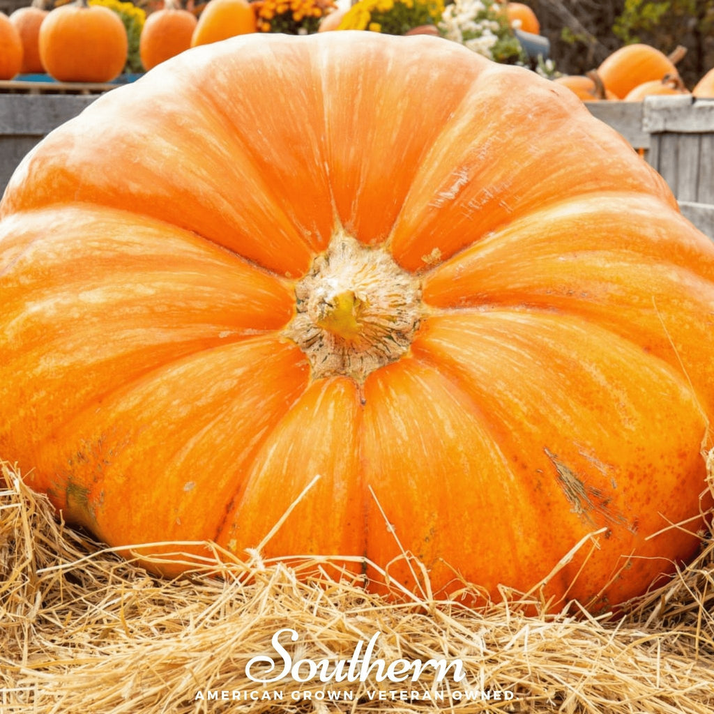 Dills Atlantic Giant Pumpkin – 5 Seeds Southern Seeds