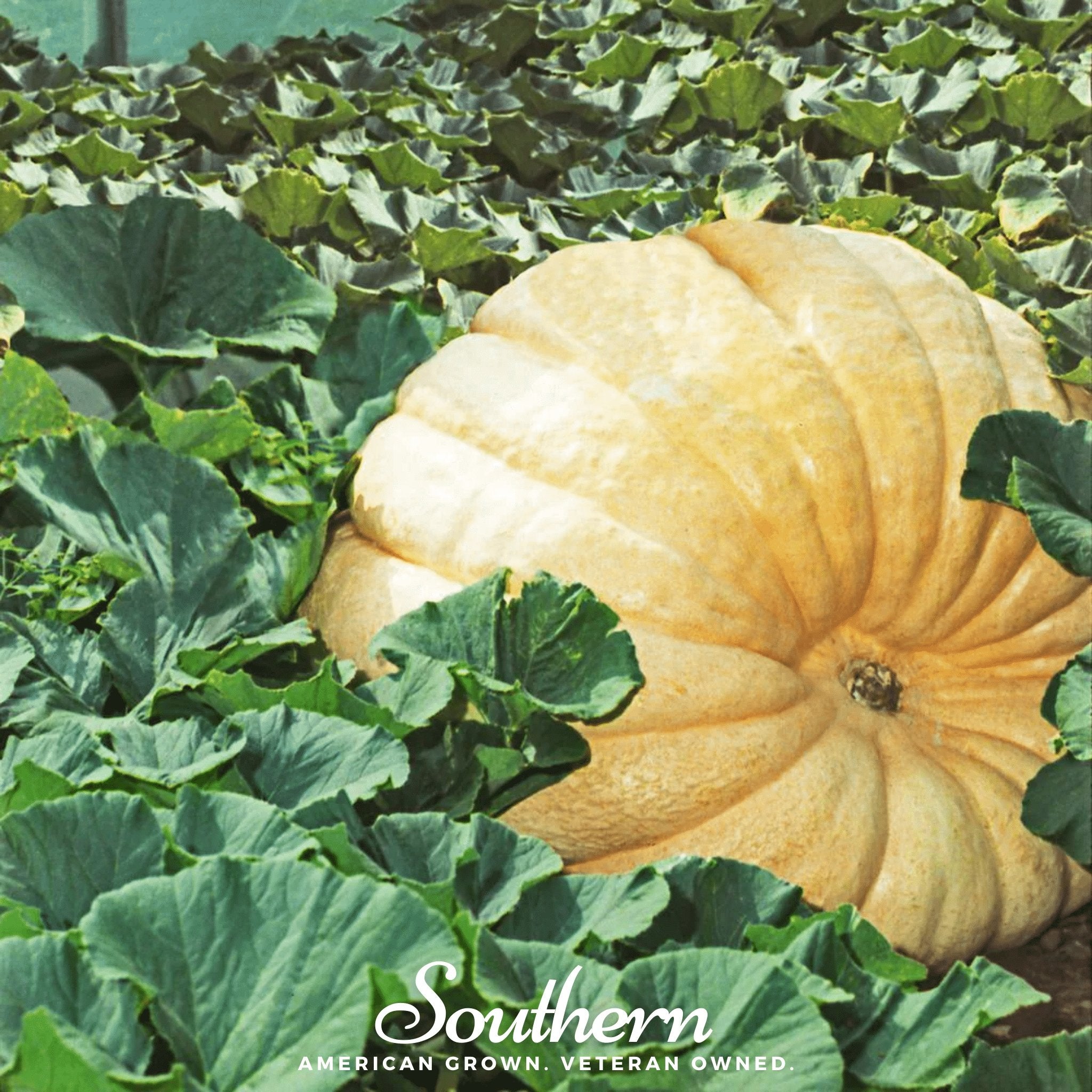 Dills Atlantic Giant Pumpkin – 5 Seeds Southern Seeds