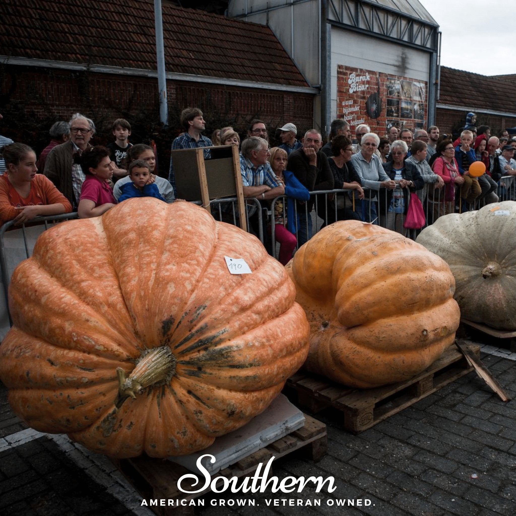 Dills Atlantic Giant Pumpkin – 5 Seeds Southern Seeds