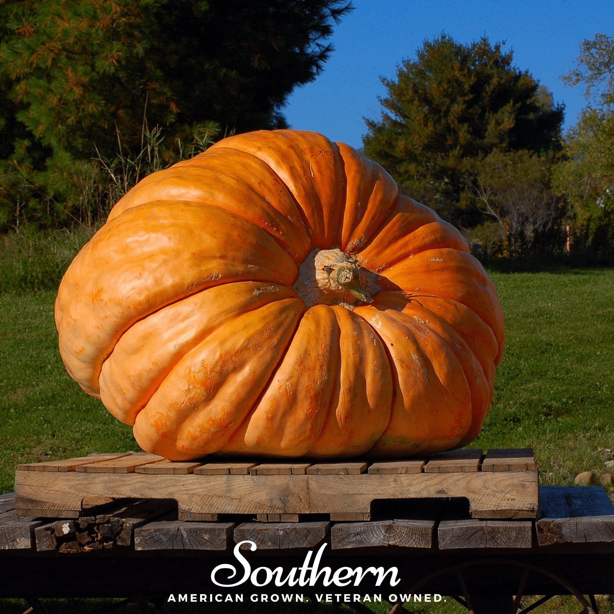 Dills Atlantic Giant Pumpkin – 5 Seeds Southern Seeds