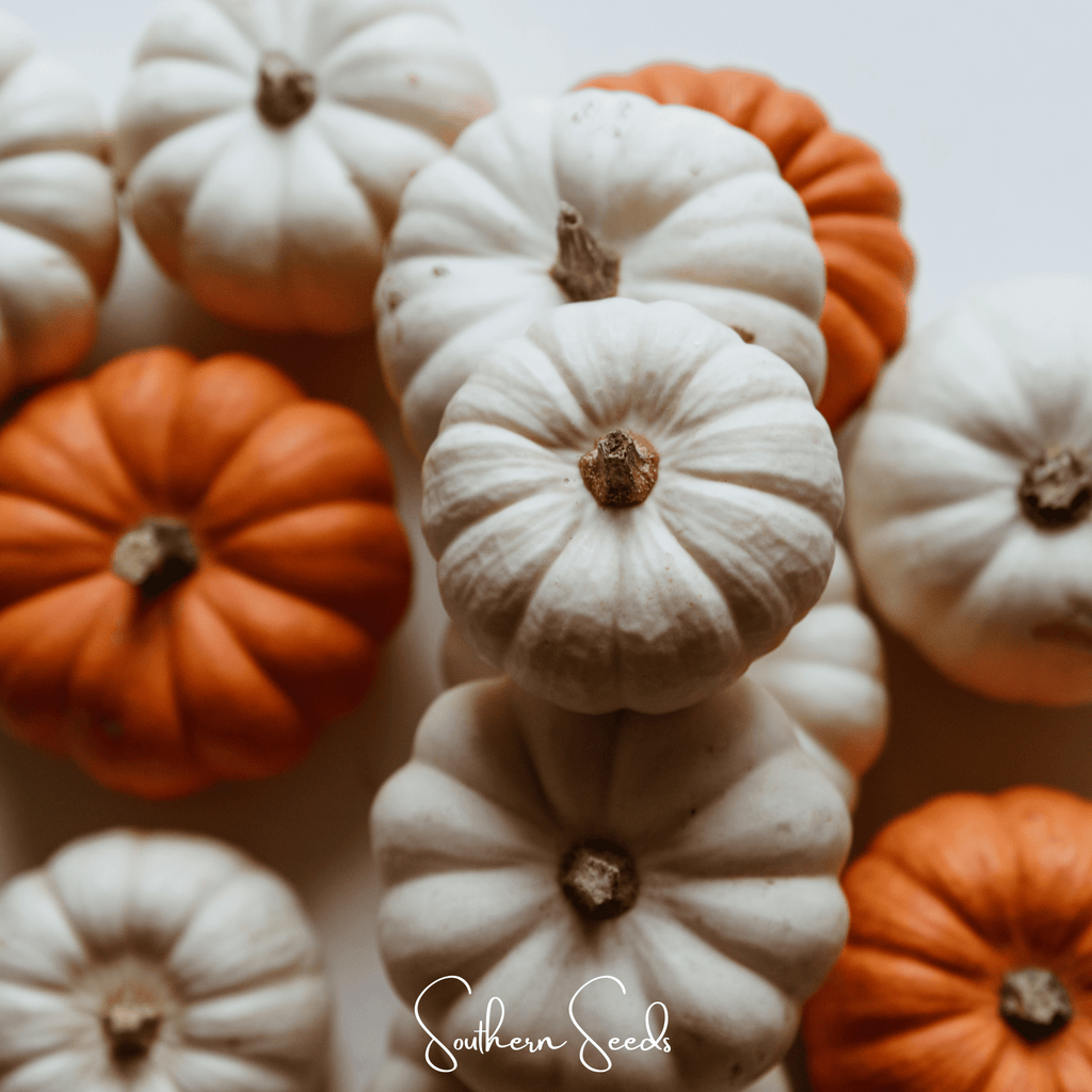 Gooligan Pumpkin – 10 Seeds Southern Seeds