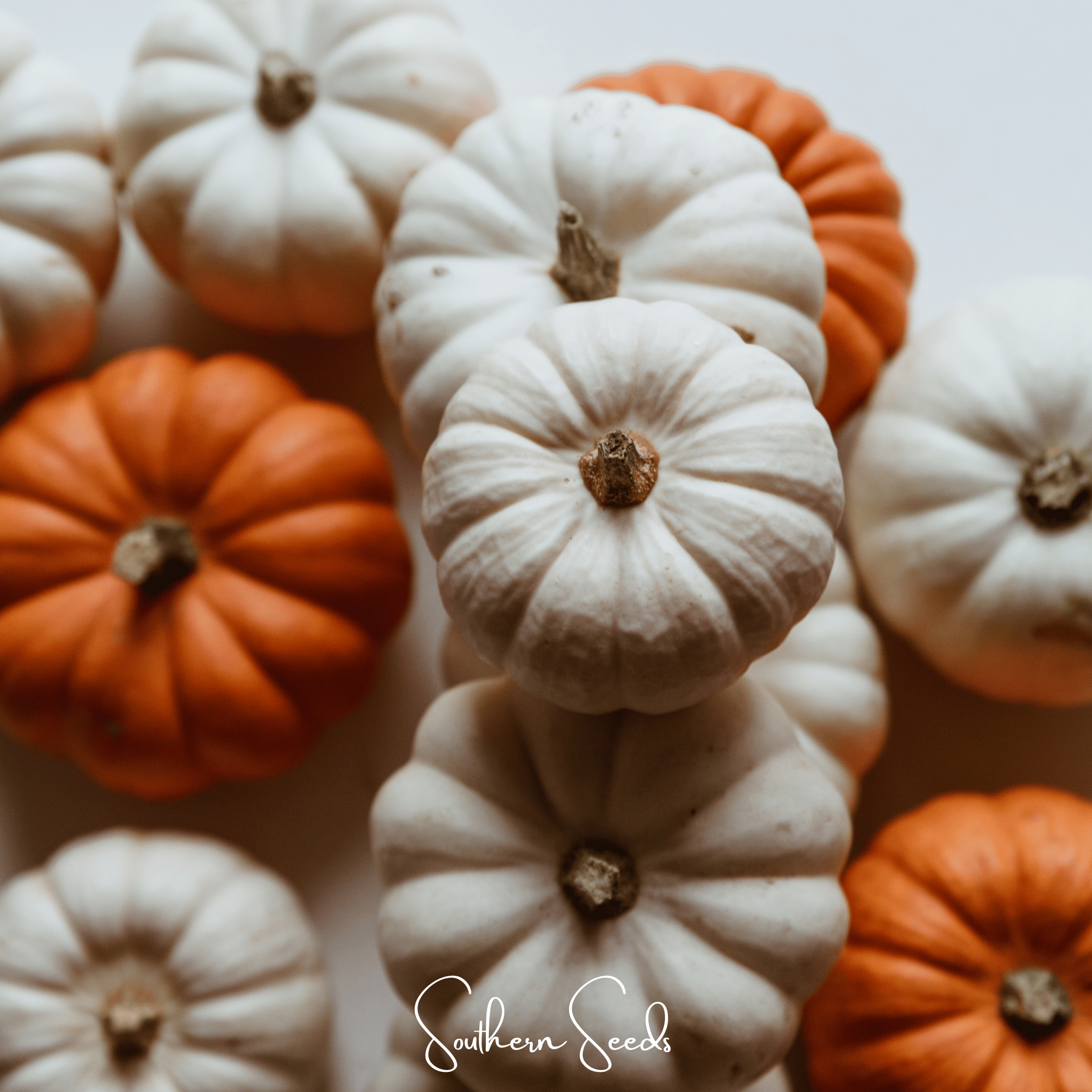 Gooligan Pumpkin – 10 Seeds Southern Seeds
