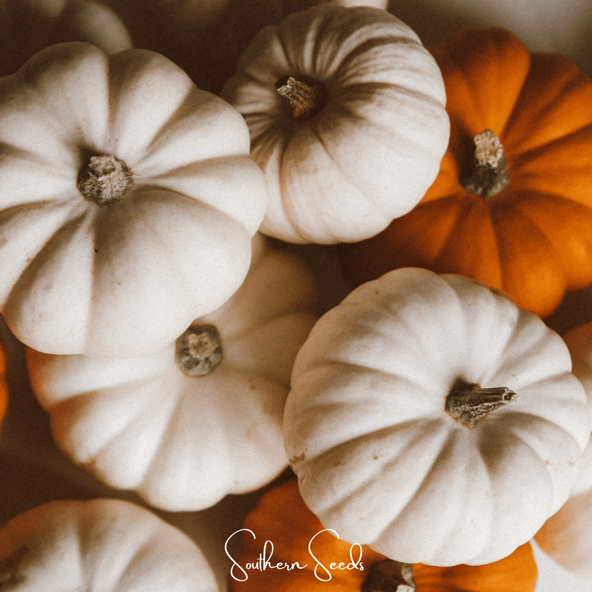 Gooligan Pumpkin – 10 Seeds Southern Seeds