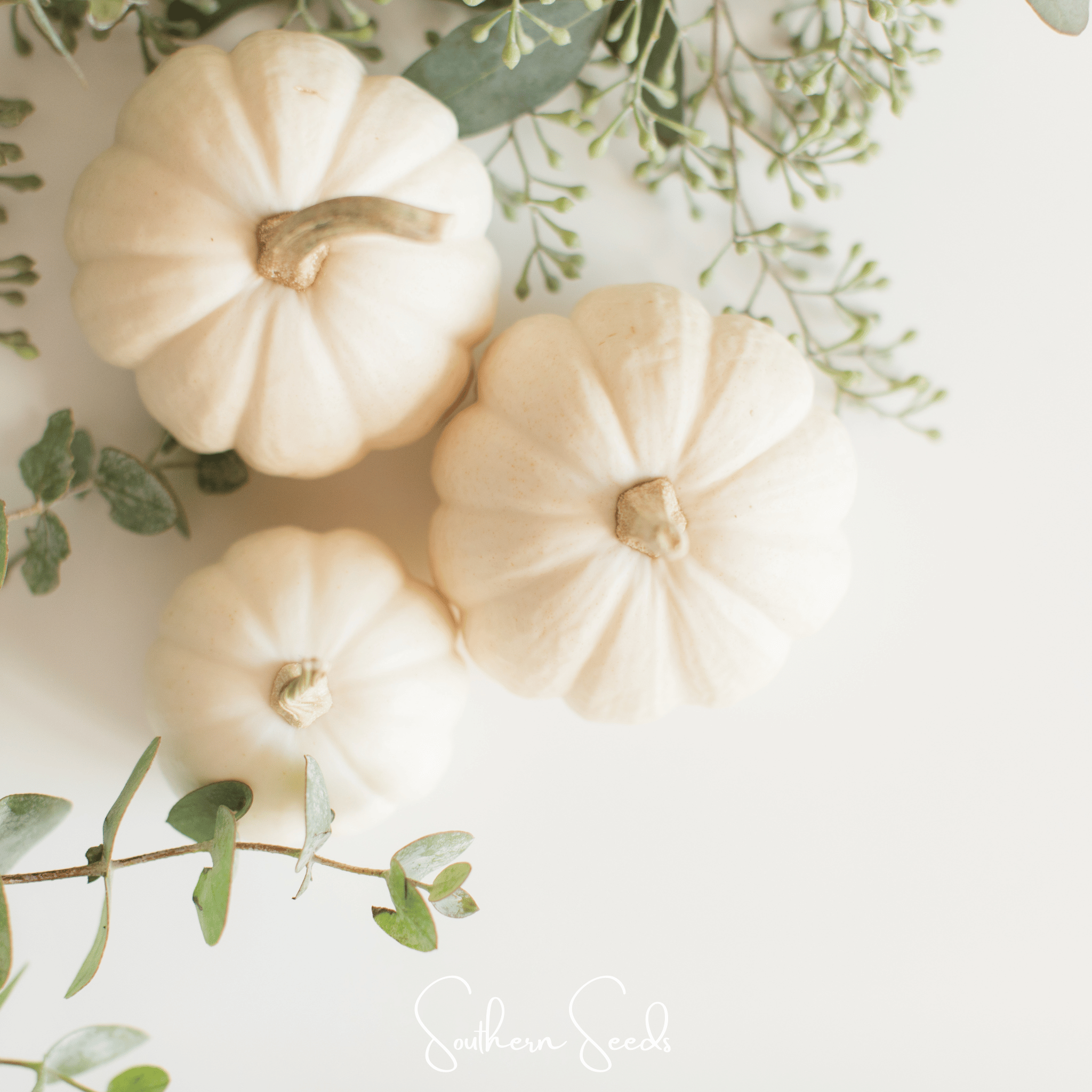 Gooligan Pumpkin – 10 Seeds Southern Seeds