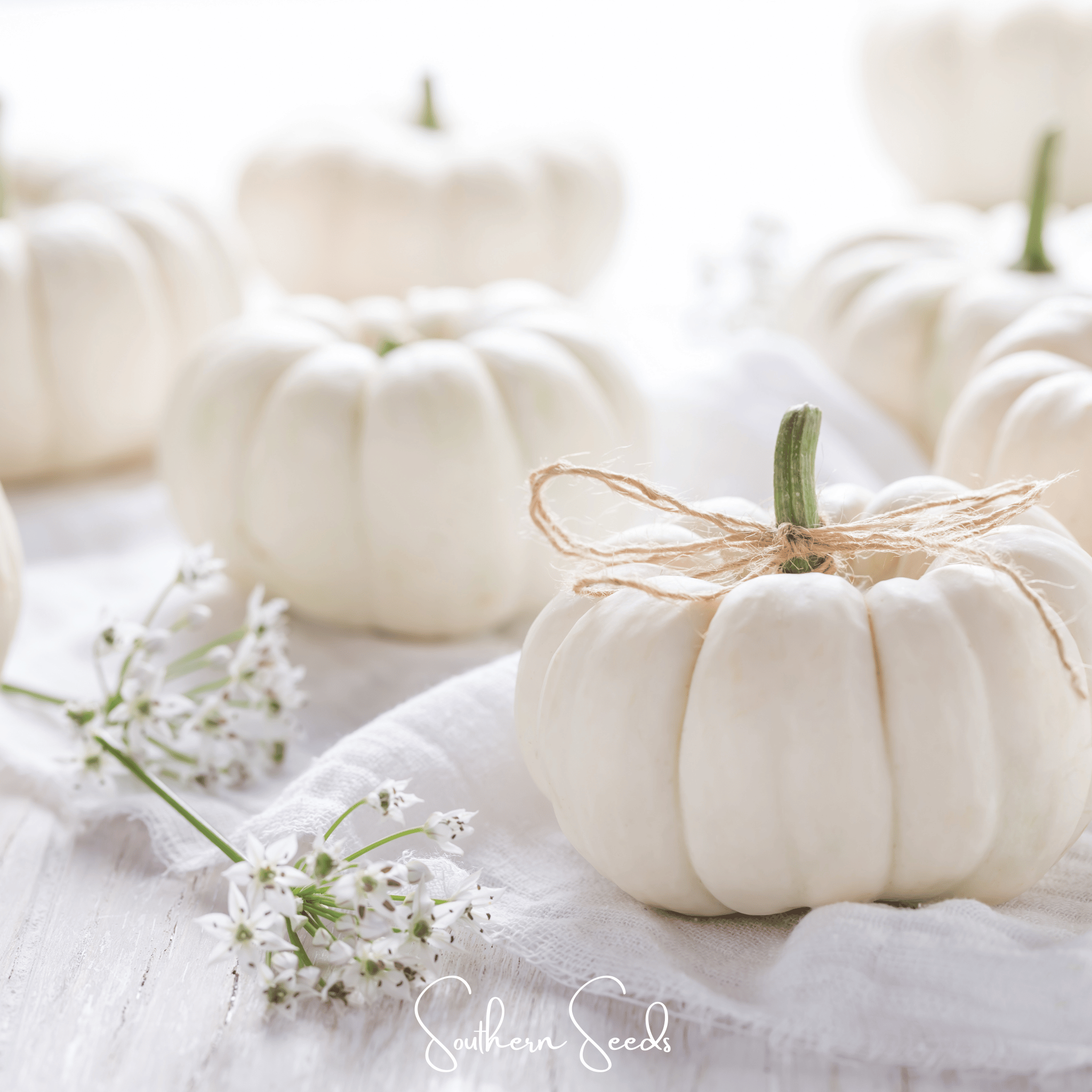 Gooligan Pumpkin – 10 Seeds Southern Seeds