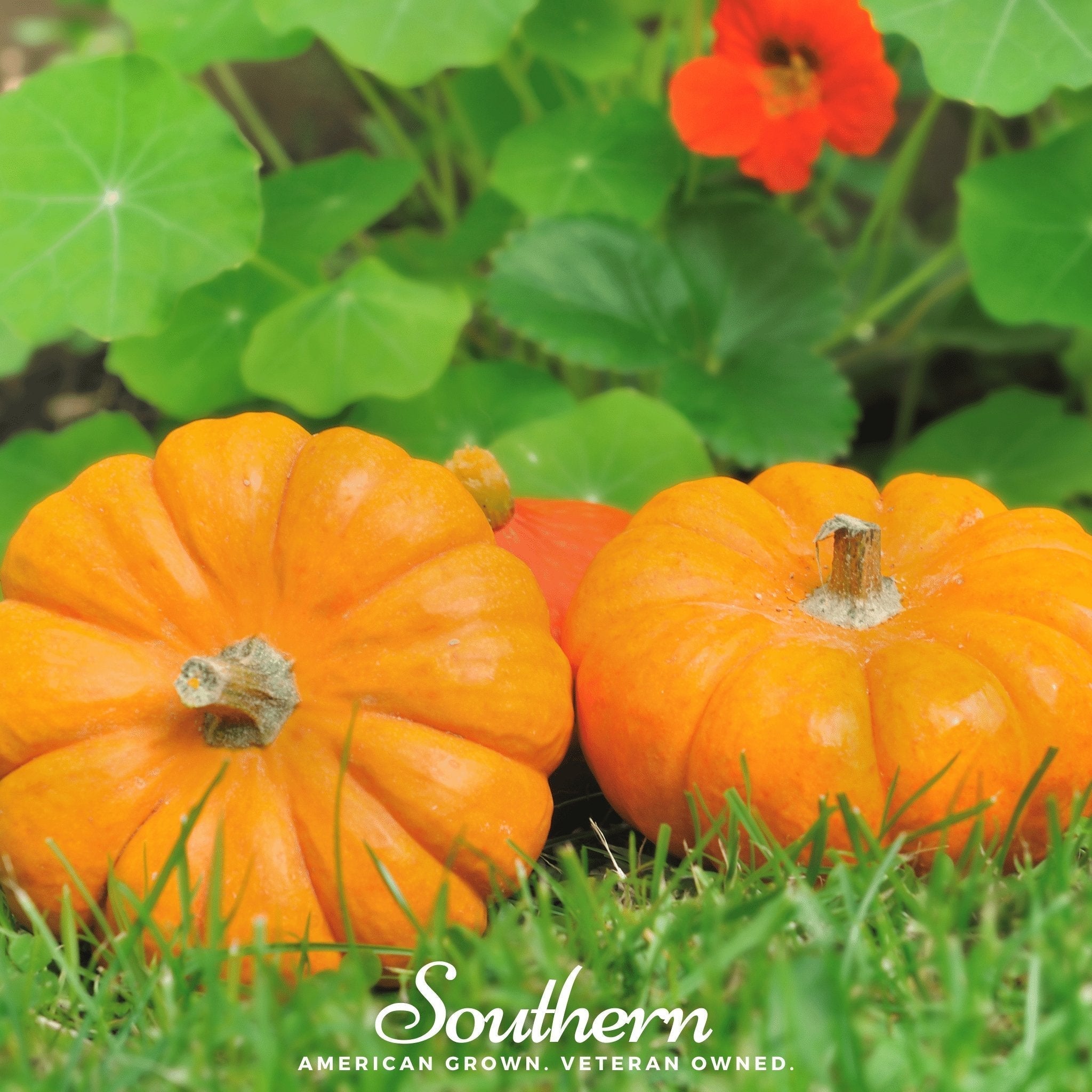 Jack Be Little Pumpkin – 25 Seeds Southern Seeds
