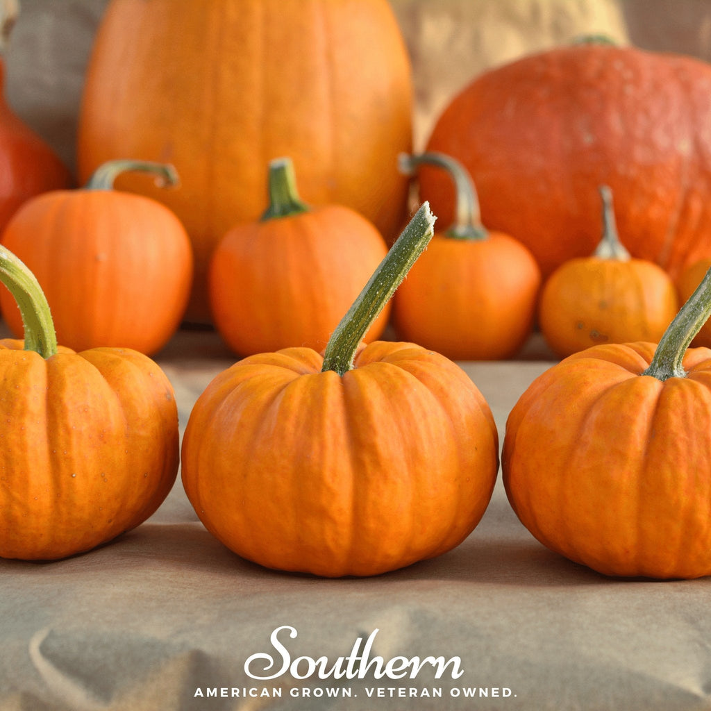 Jack Be Little Pumpkin – 25 Seeds Southern Seeds