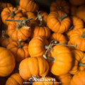 Jack Be Little Pumpkin – 25 Seeds Southern Seeds