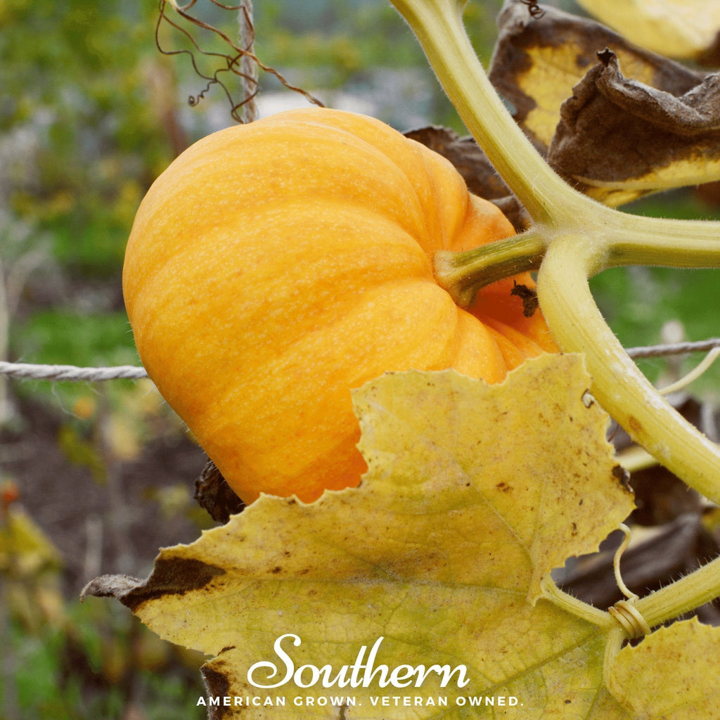 Jack Be Little Pumpkin – 25 Seeds Southern Seeds