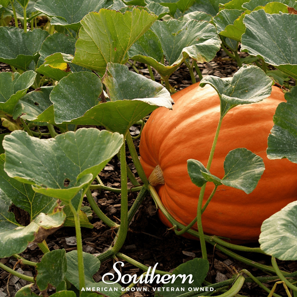 Jack O Lantern Pumpkin – 20 Seeds Southern Seeds