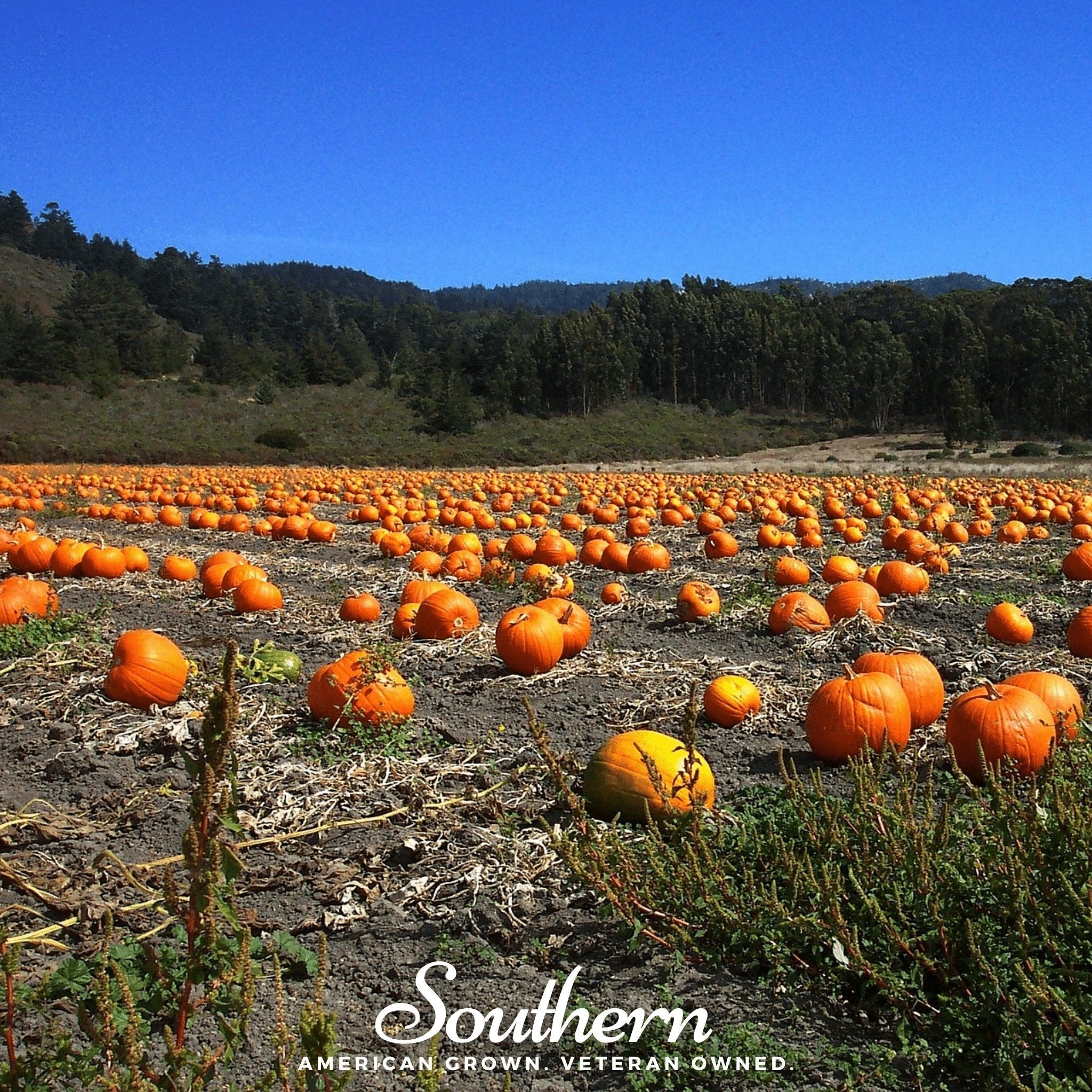Jack O Lantern Pumpkin – 20 Seeds Southern Seeds