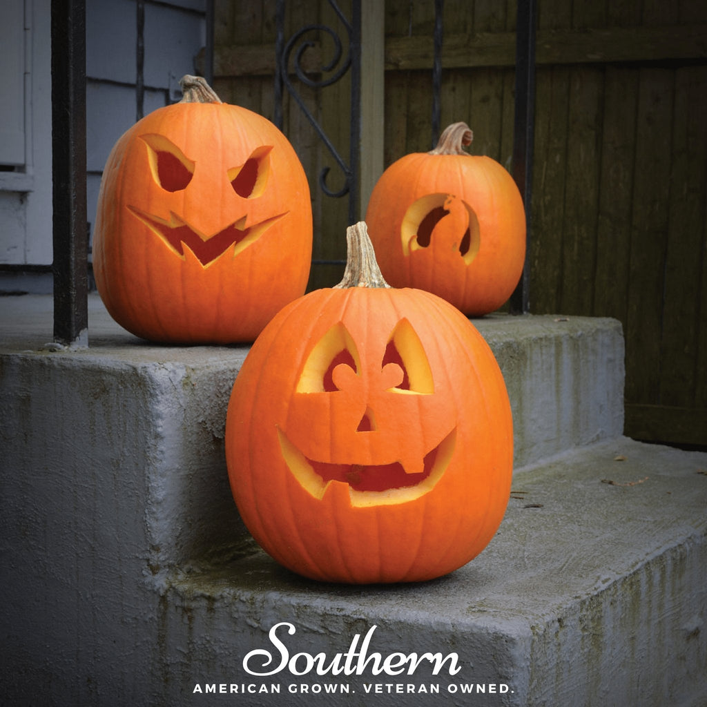 Jack O Lantern Pumpkin – 20 Seeds Southern Seeds