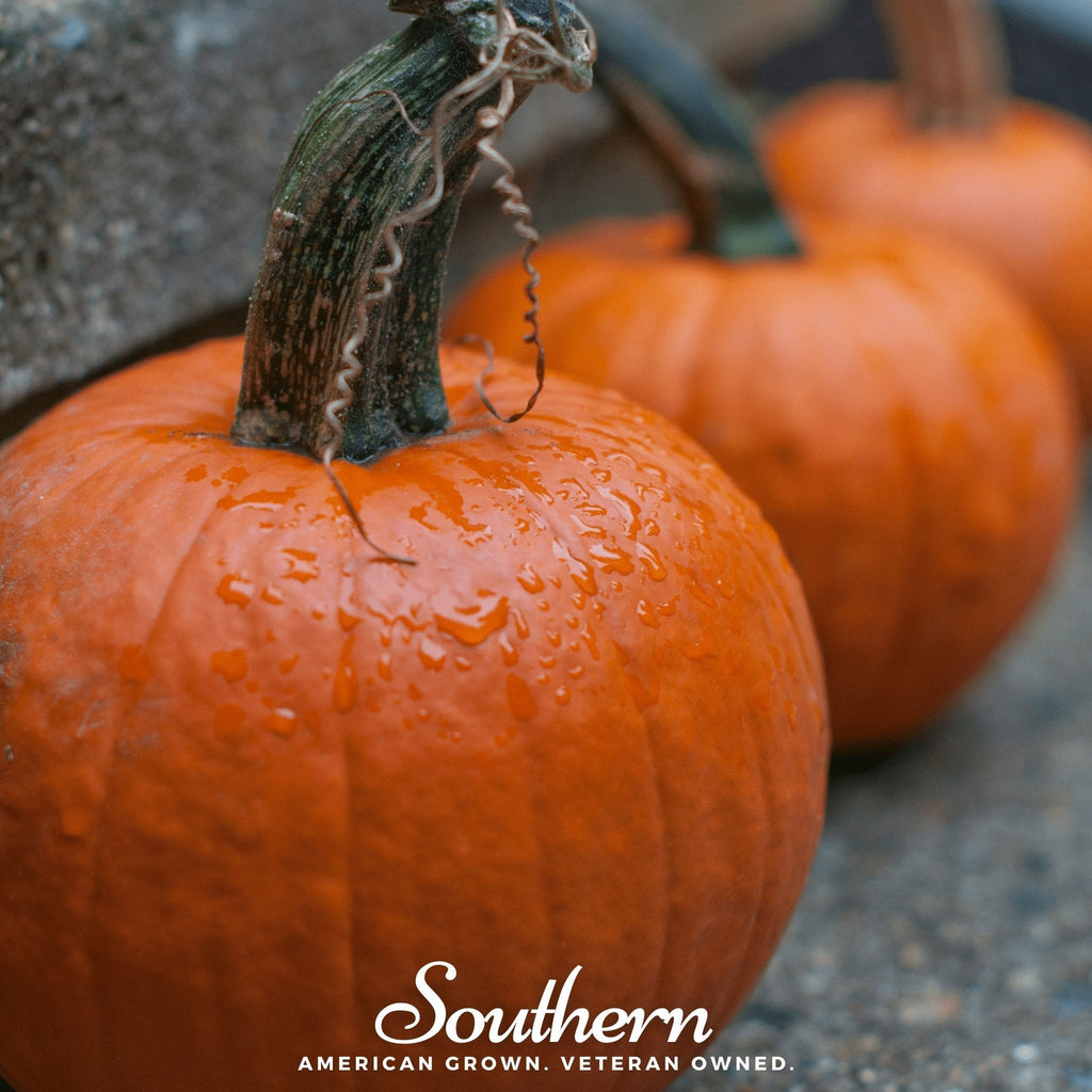 Small Sugar Pumpkin – 15 Seeds Southern Seeds
