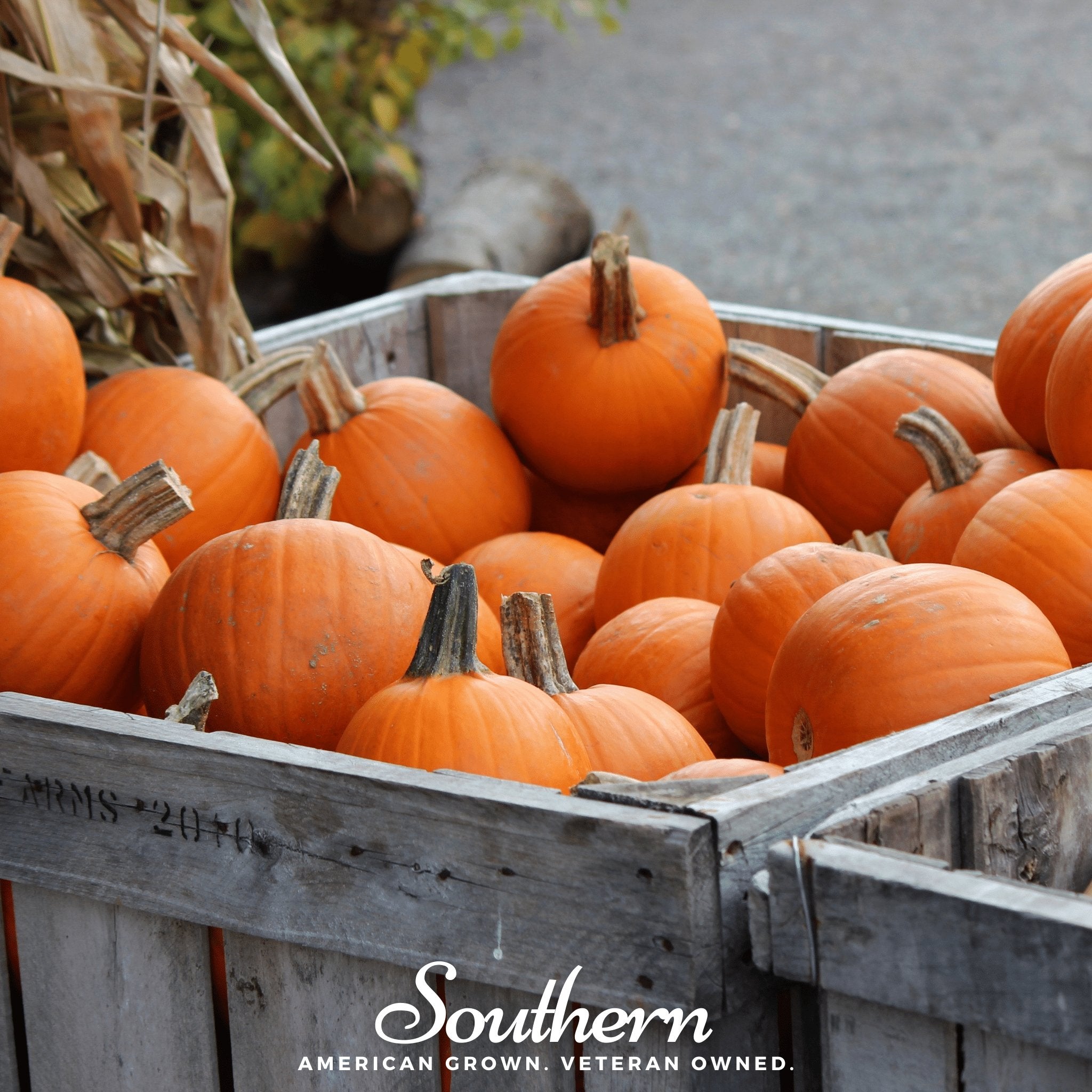 Small Sugar Pumpkin – 15 Seeds Southern Seeds
