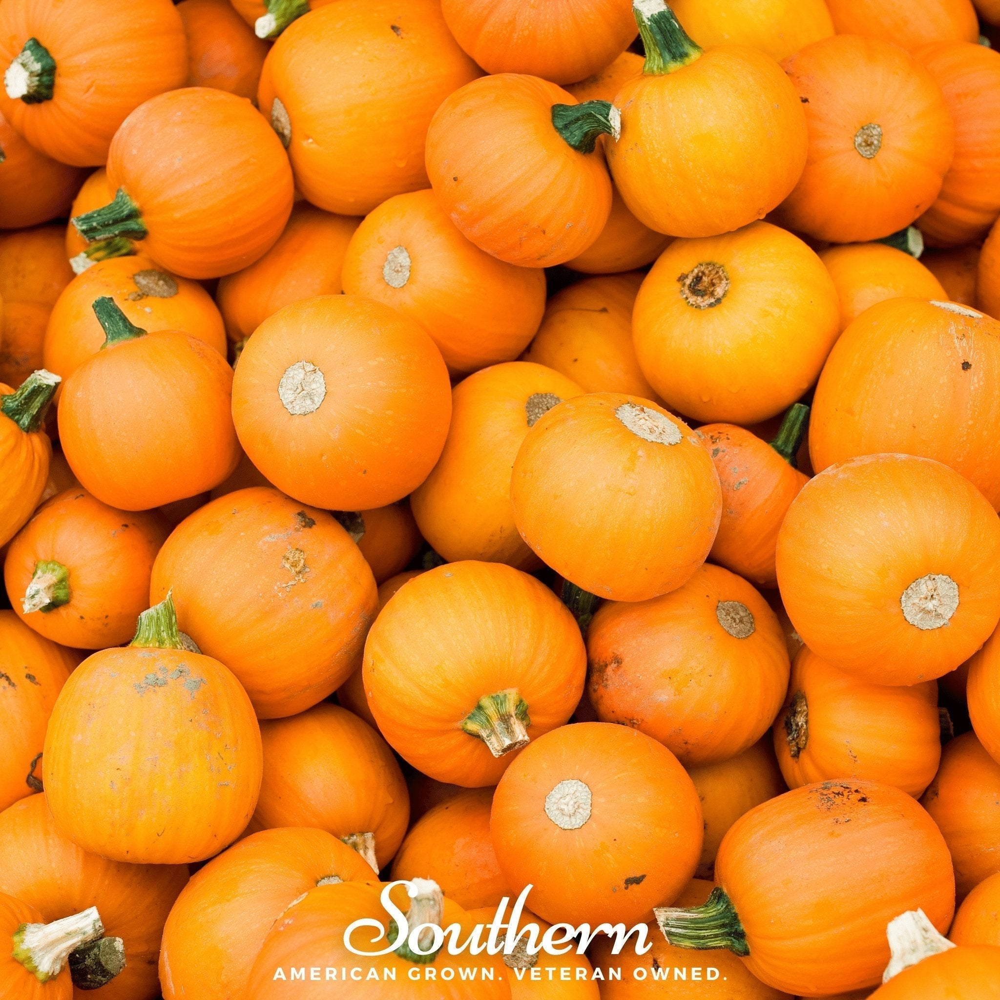Small Sugar Pumpkin – 15 Seeds Southern Seeds
