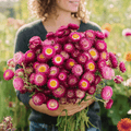 Purple-Red Strawflower – 100 Seeds Southern Seeds