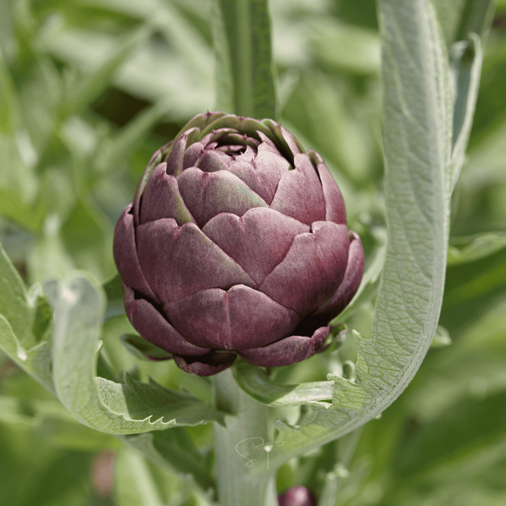 Purple Romagna Artichoke – 25 Seeds Southern Seeds