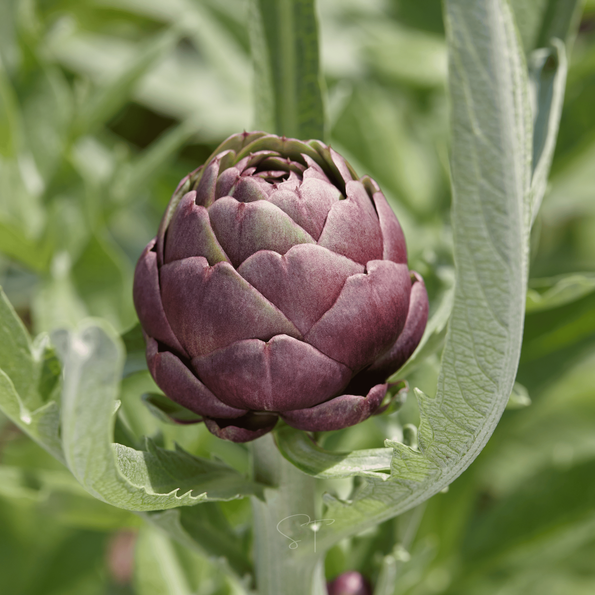 Purple Romagna Artichoke – 25 Seeds Southern Seeds