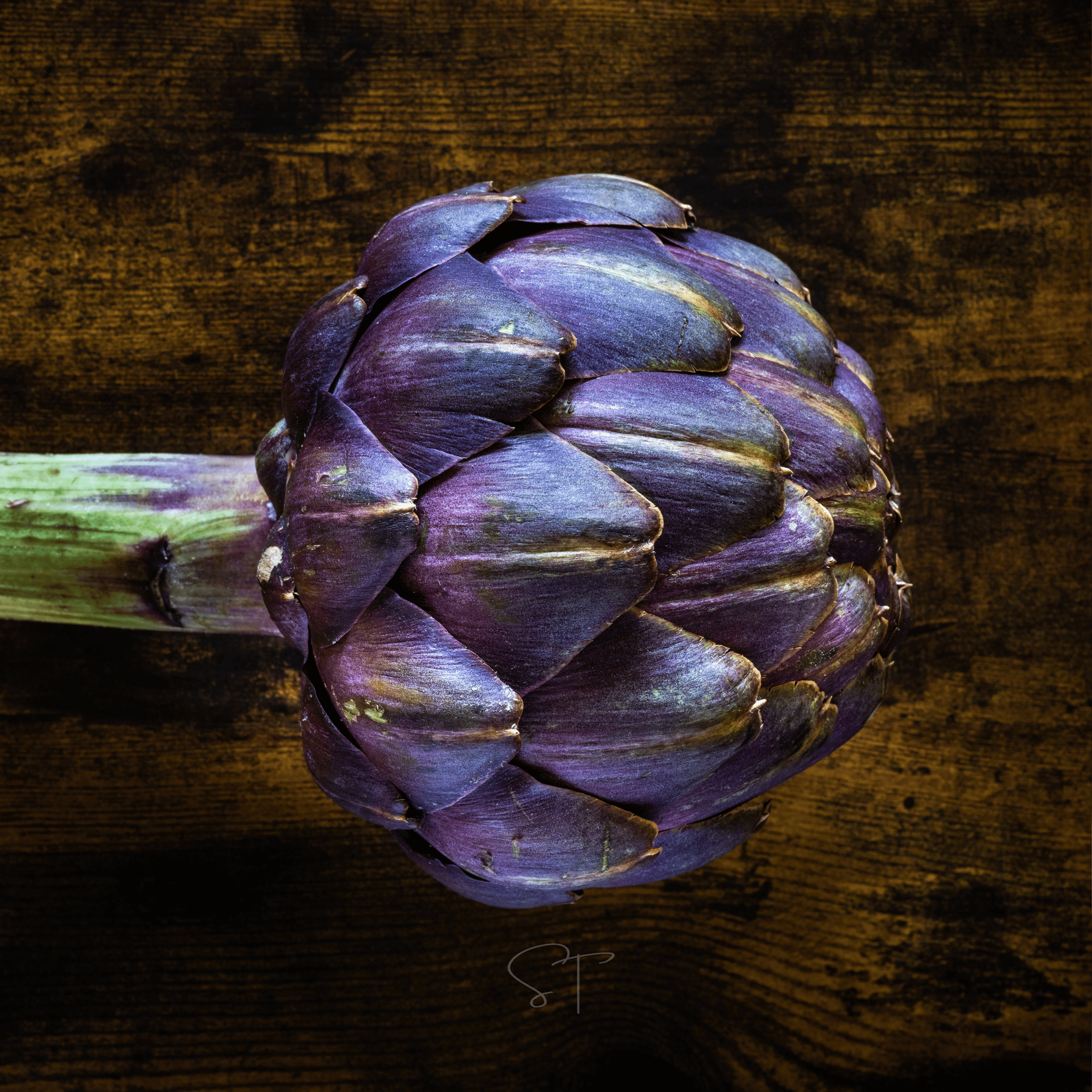 Purple Romagna Artichoke – 25 Seeds Southern Seeds