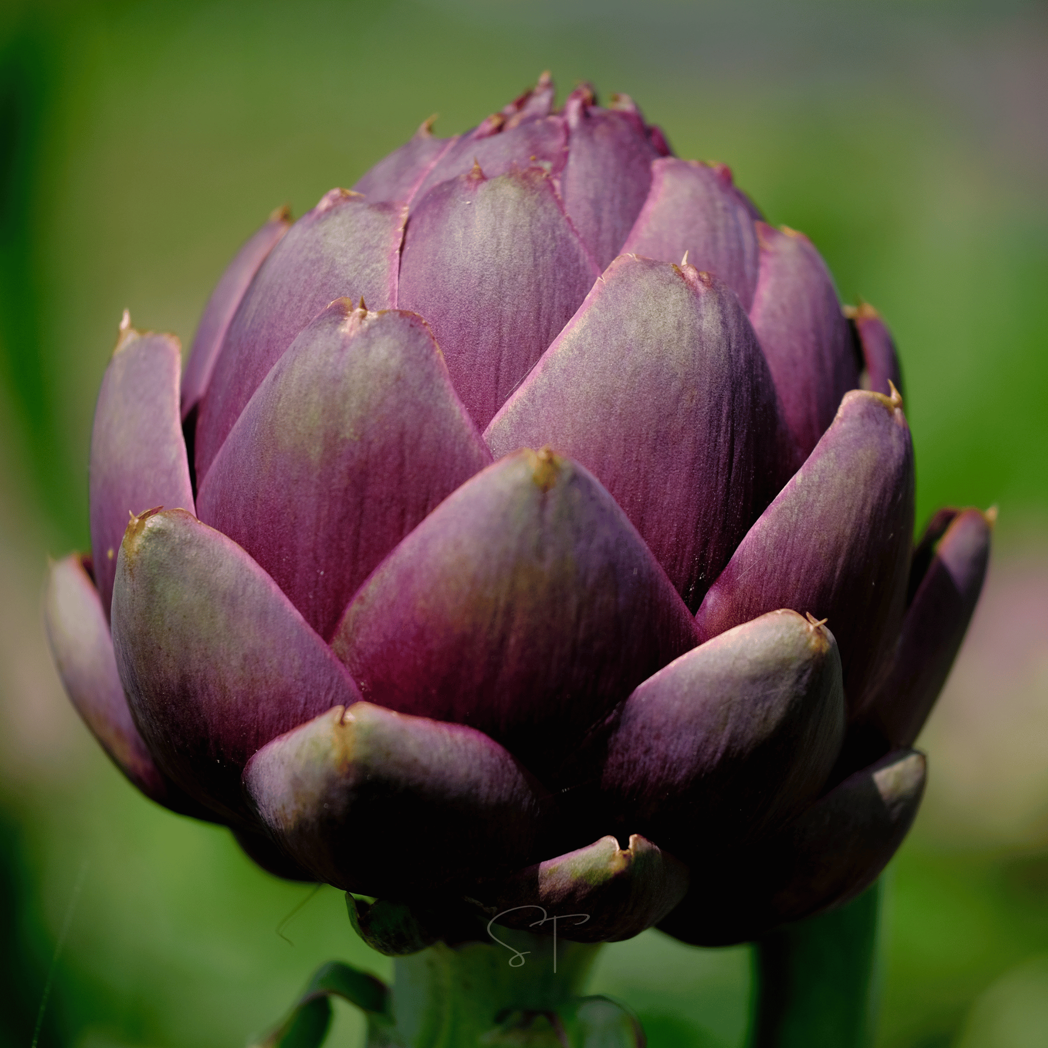 Purple Romagna Artichoke – 25 Seeds Southern Seeds