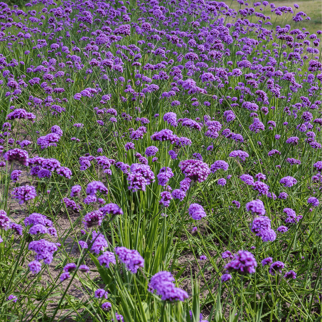 Purple Top Vervain – 100 Seeds Southern Seeds