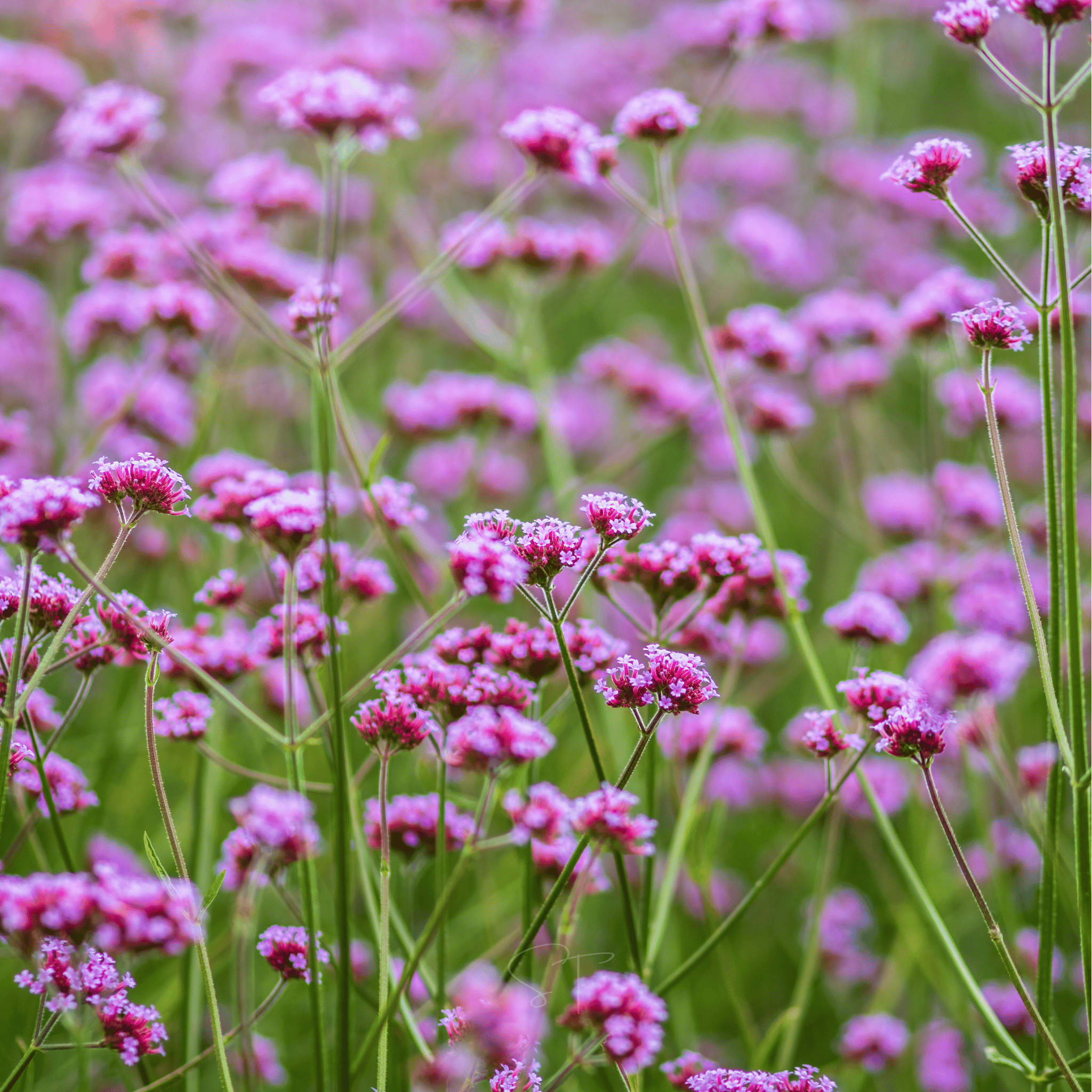 Purple Top Vervain – 100 Seeds Southern Seeds