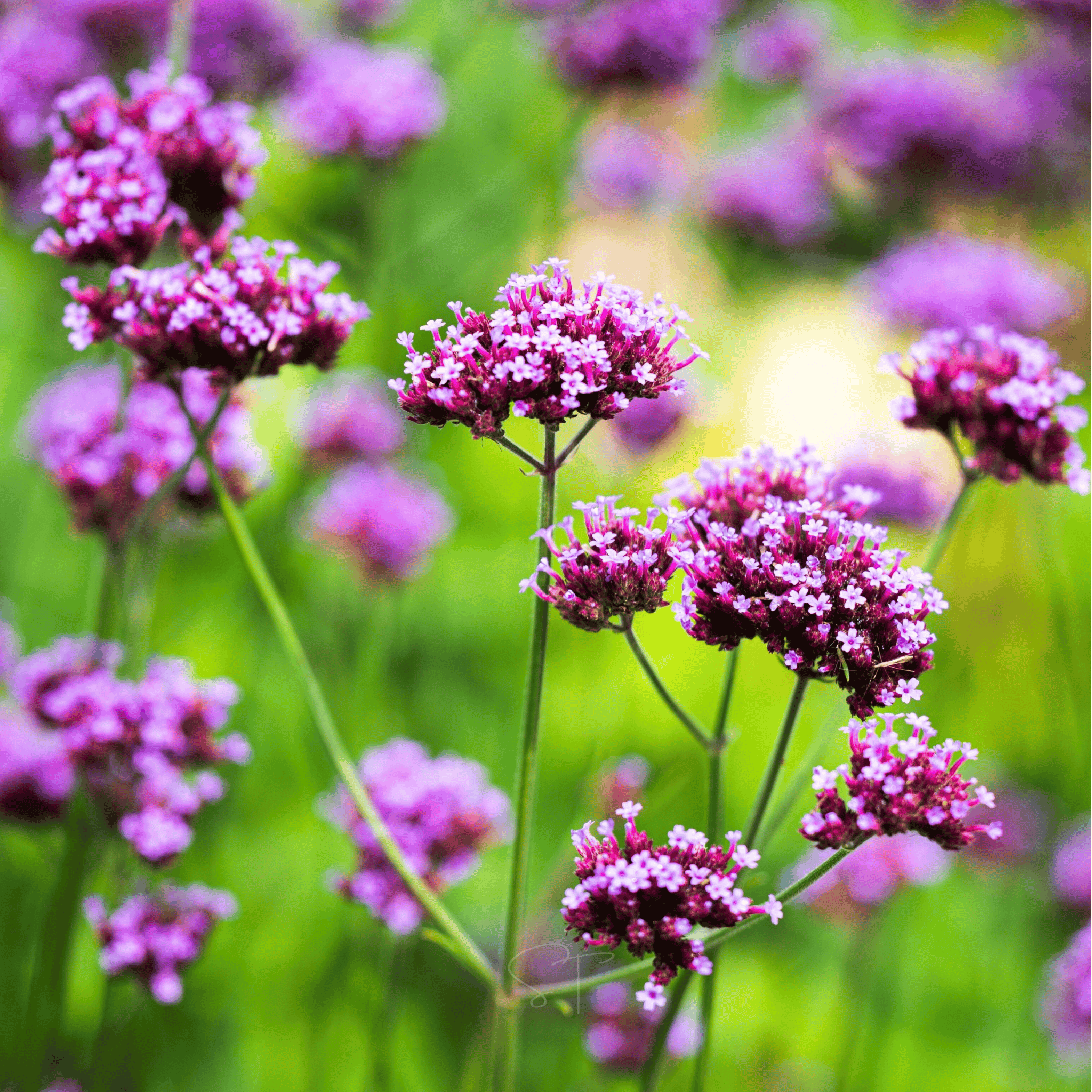 Purple Top Vervain – 100 Seeds Southern Seeds