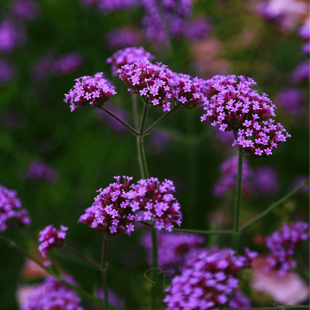 Purple Top Vervain – 100 Seeds Southern Seeds