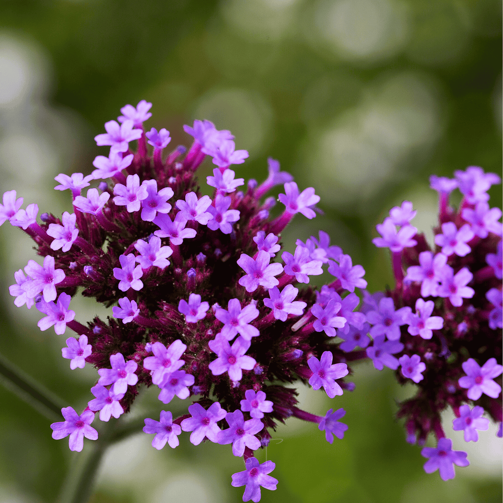 Purple Top Vervain – 100 Seeds Southern Seeds