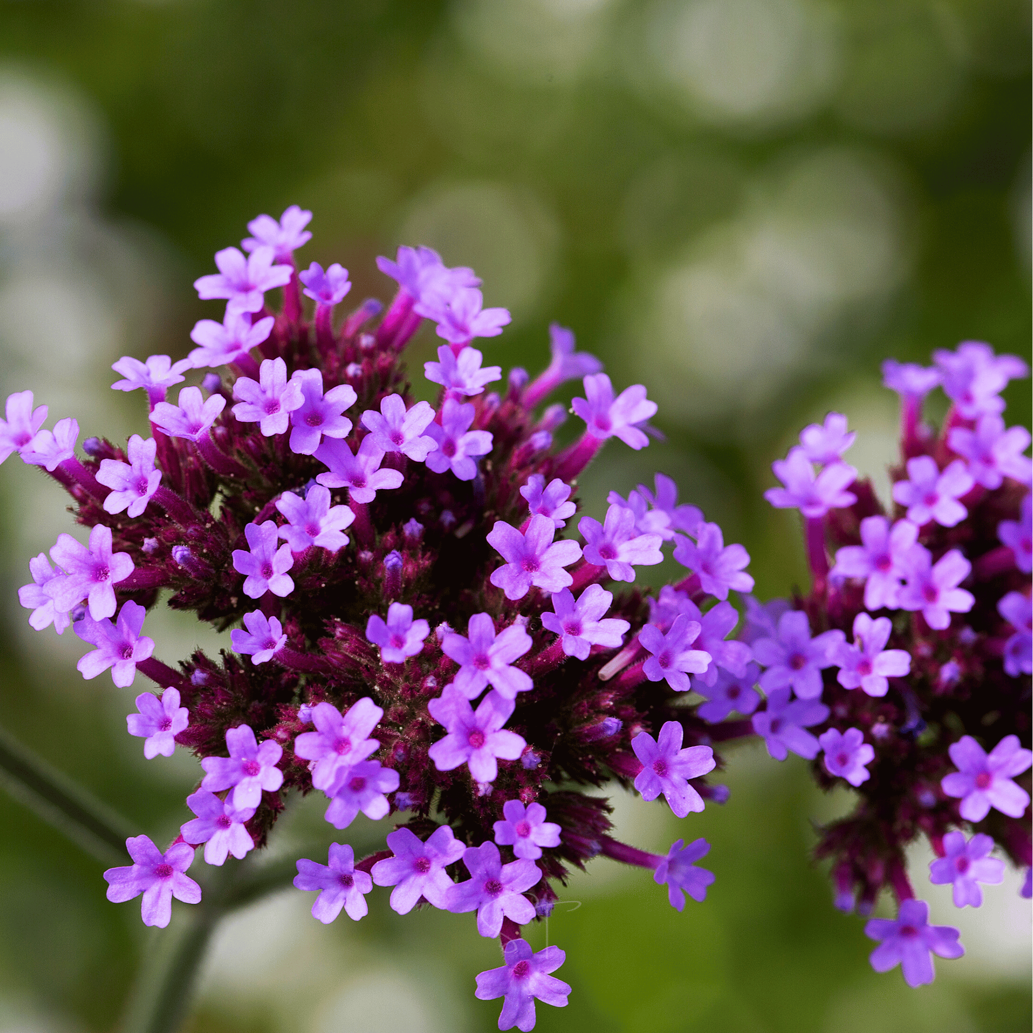 Purple Top Vervain – 100 Seeds Southern Seeds