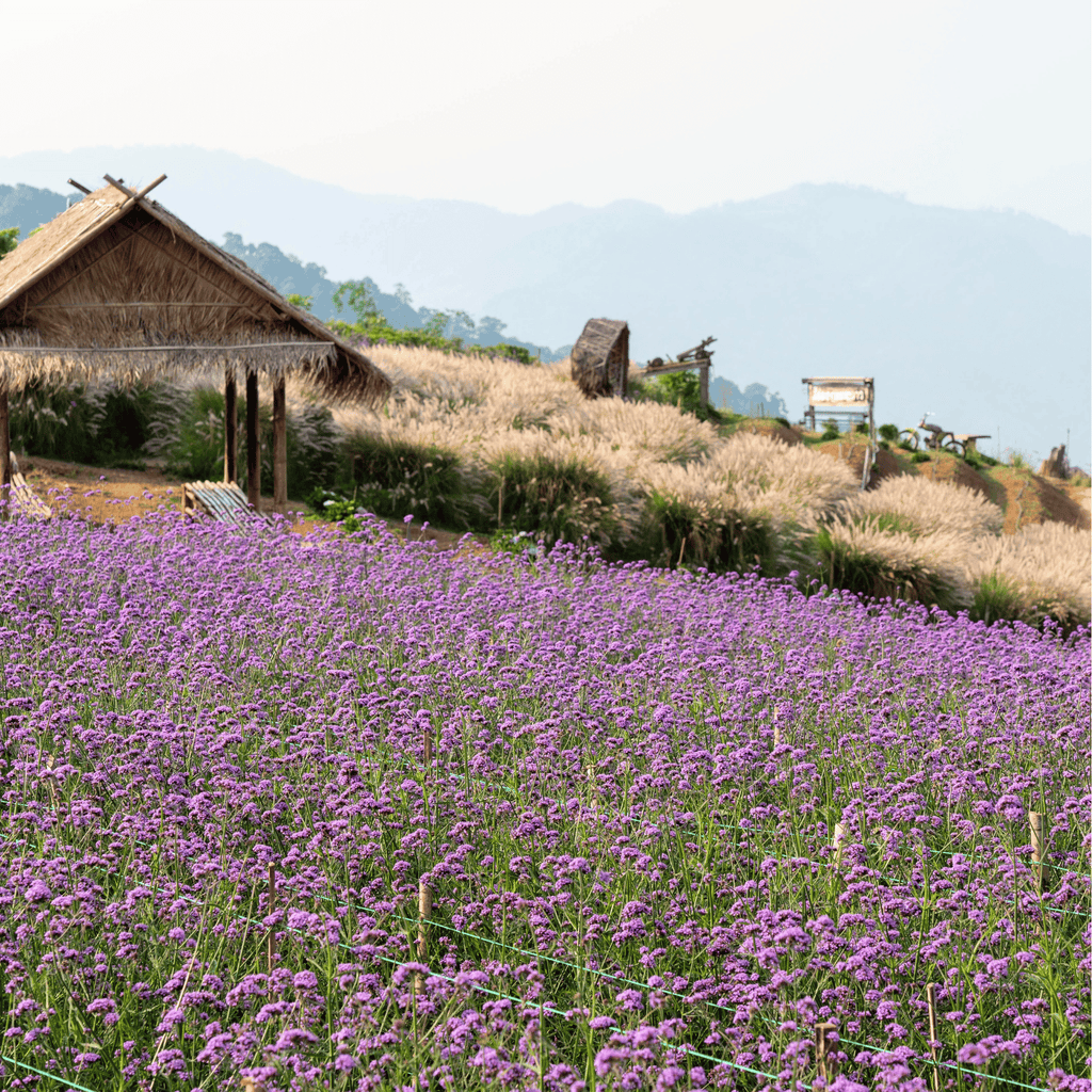 Purple Top Vervain – 100 Seeds Southern Seeds