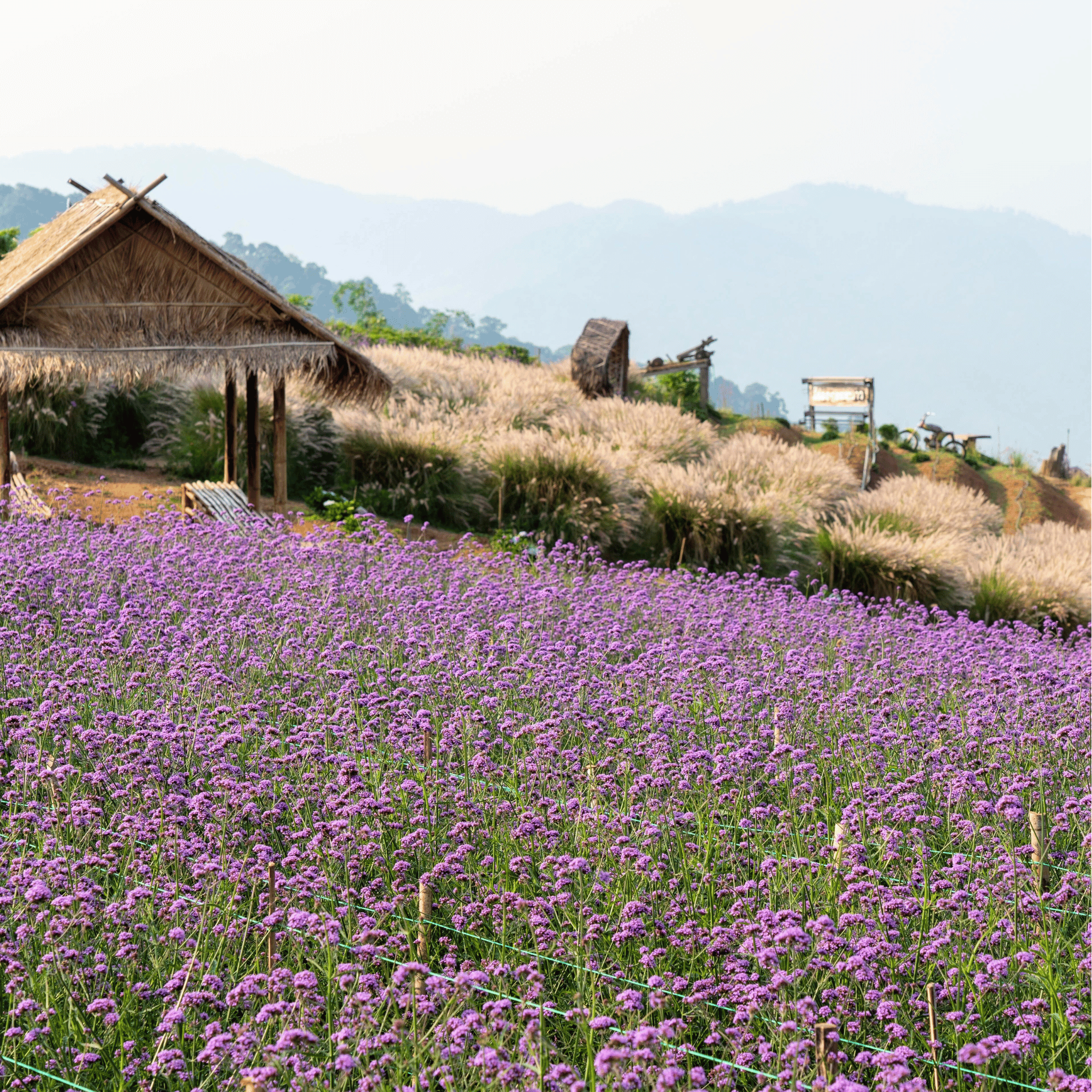 Purple Top Vervain – 100 Seeds Southern Seeds
