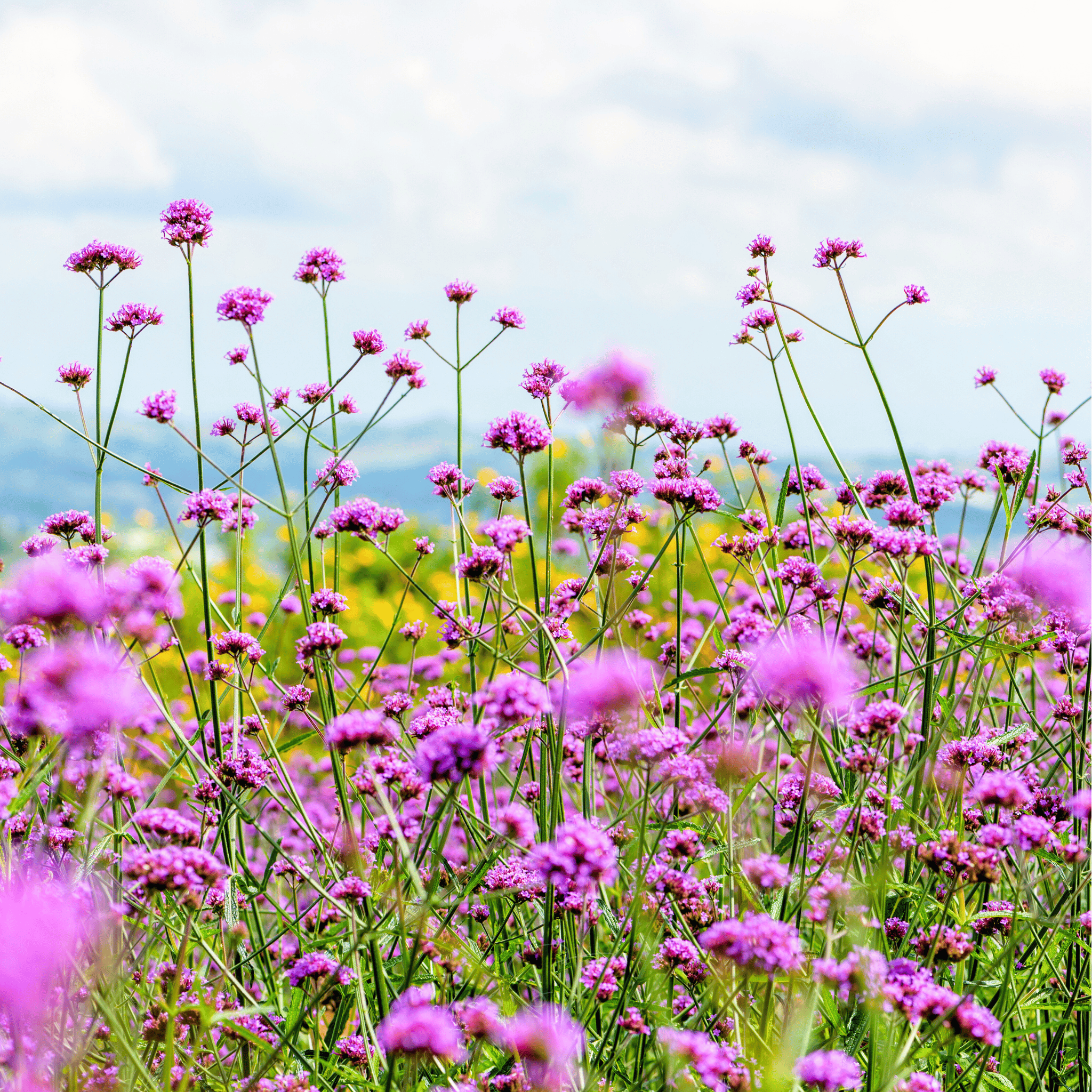 Purple Top Vervain – 100 Seeds Southern Seeds