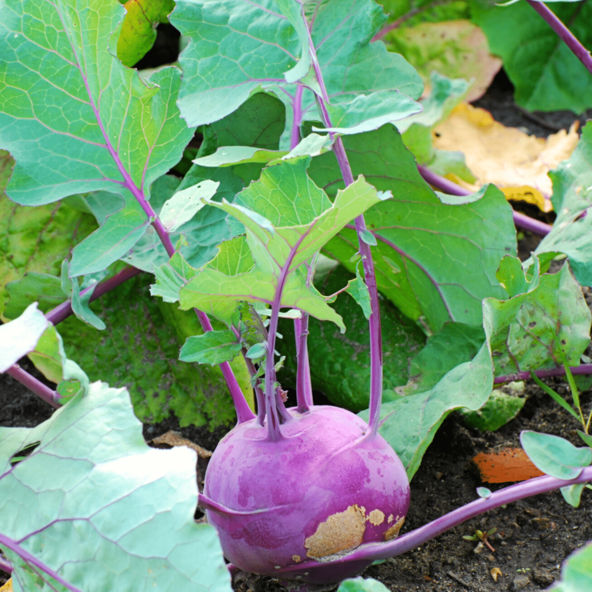 Purple Vienna Kohlrabi – 100 Seeds Southern Seeds