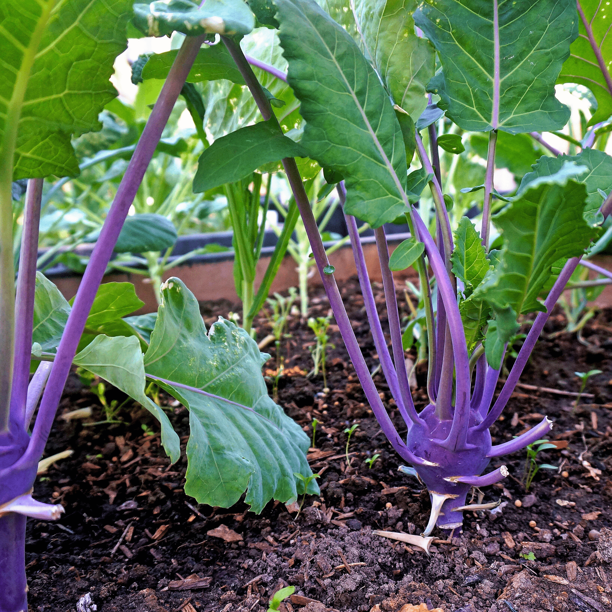 Purple Vienna Kohlrabi – 100 Seeds Southern Seeds