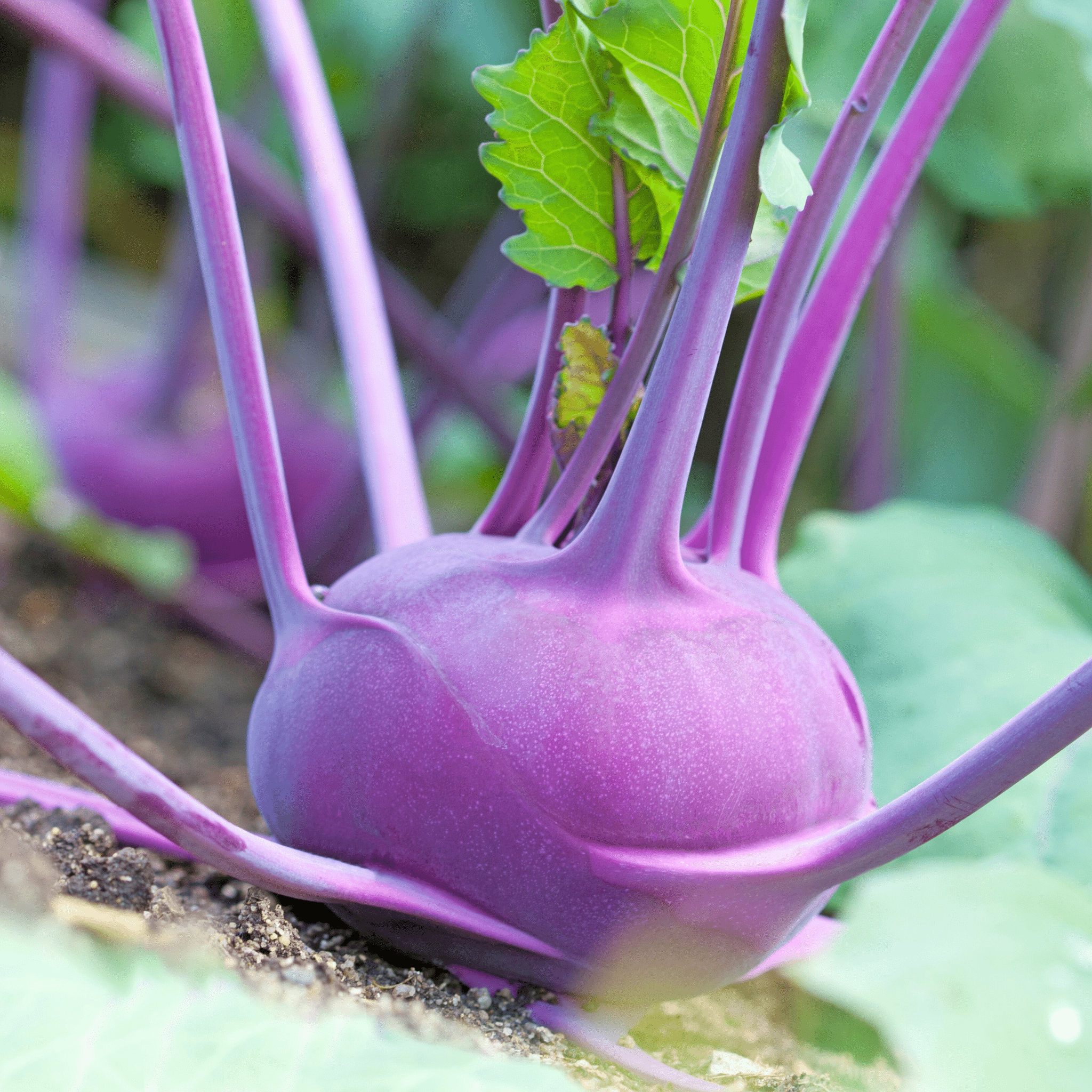 Purple Vienna Kohlrabi – 100 Seeds Southern Seeds